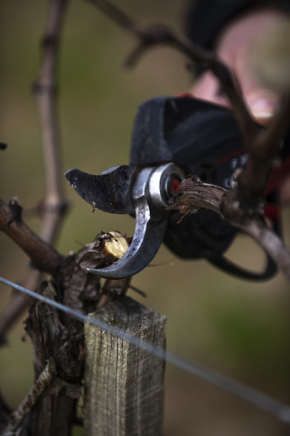 Château Trolong Mondot © Marion Gambin