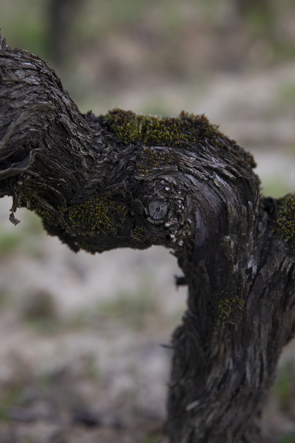 Château Trolong Mondot © Marion Gambin