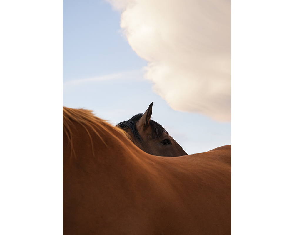 Les chevaux ferment aussi les yeux © Marion Gambin