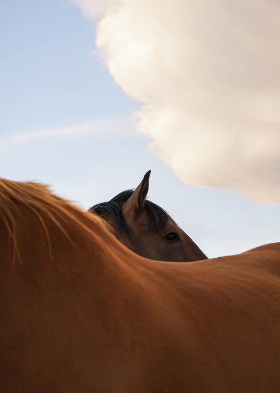 Exposition Révérences - Les chevaux ferment aussi les yeux ©Marion Gambin